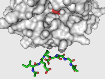 granzyme_start.png granzyme_start.png